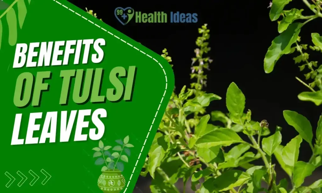 tulsi leaves benefits
